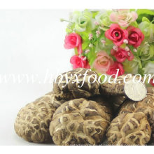 Tea Flower Shiitake Mushroom with SGS Halal Certificate Health Food